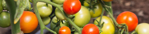 Main Season Tomato Seeds