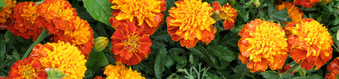 Marigold Seeds