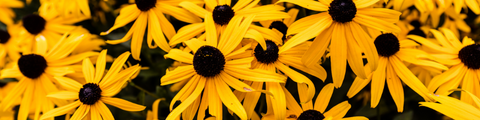 Native Plants of Quebec