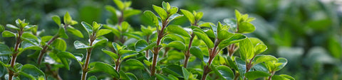 Marjoram Seeds