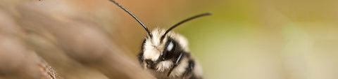Mason Bees