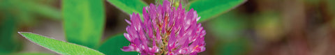 Medium Red Clover Seeds