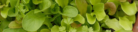 Mesclun Seed Blends