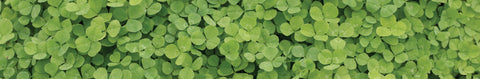 Micro Clover Seeds