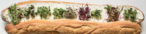 Microgreens Seeds