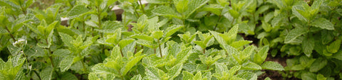 Mint Seeds