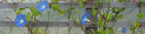 Morning Glory Seeds