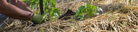 Mulches