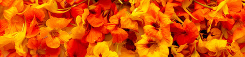 Nasturtium Seeds