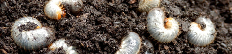 Nematodes
