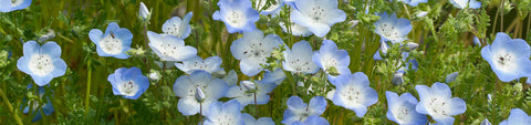 Nemophila Seeds