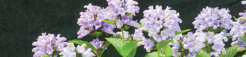 Nepeta Seeds