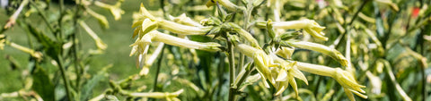 Nicotiana Seeds