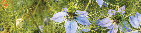 Nigella Seeds