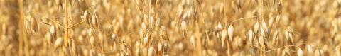Oats Seeds