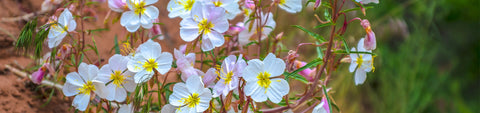 Oenothera Seeds