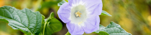 Okra Seeds