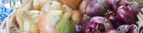 Onion Seeds