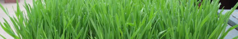 Orchard Grass Seeds