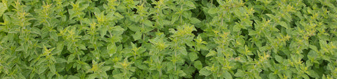 Oregano Seeds