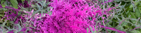Ornamental Kale Seeds