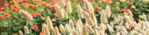 Ornamental Grass Seeds
