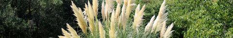 Pampas Grass Seeds