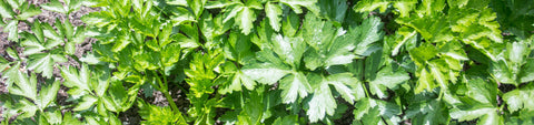 Parsley Seeds