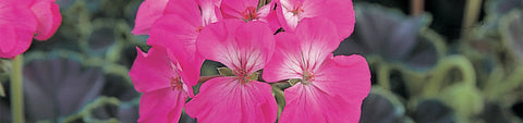 Pelargonium Seeds