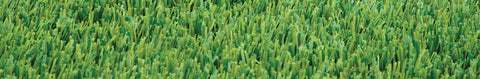 Perennial Ryegrass Seeds