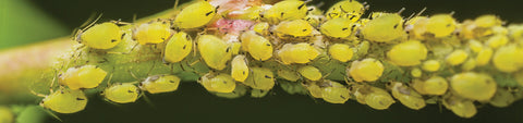 Pest Controls