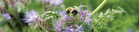 Phacelia Seeds