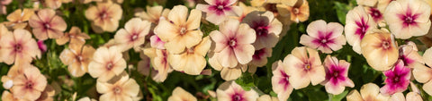 Phlox Seeds