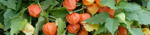 Physalis Seeds
