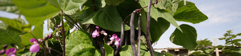 Pole Bean Seeds