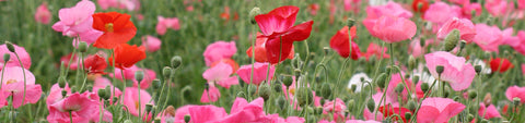 Poppy Seeds