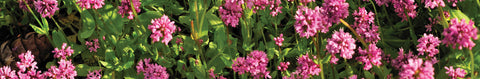 Plectritis Seeds