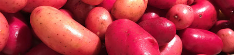 Potato Seeds