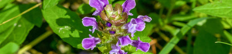 Prunella Seeds