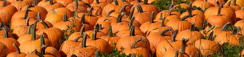 Pumpkin Seeds