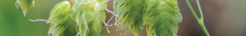 Quaking Grass Seeds
