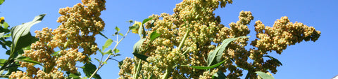 Quinoa Seeds