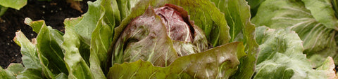 Radicchio Seeds