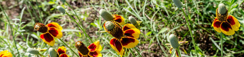 Ratibida Seeds