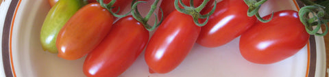 Roma Tomato Seeds