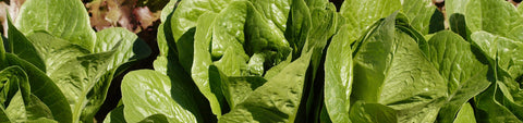 Romaine Lettuce Seeds
