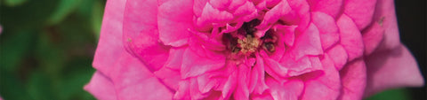 Rose Seeds