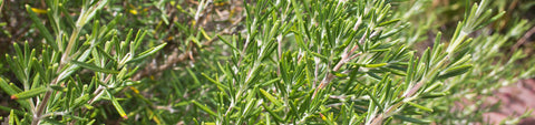 Rosemary Seeds