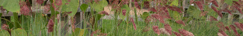 Ruby Grass Seeds