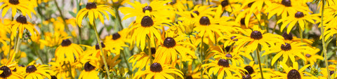 Rudbeckia Seeds